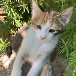 Kemal's 2* Göreme