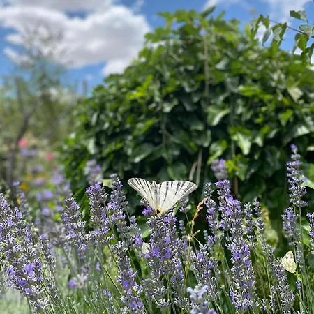 Kemal's فندق 2*