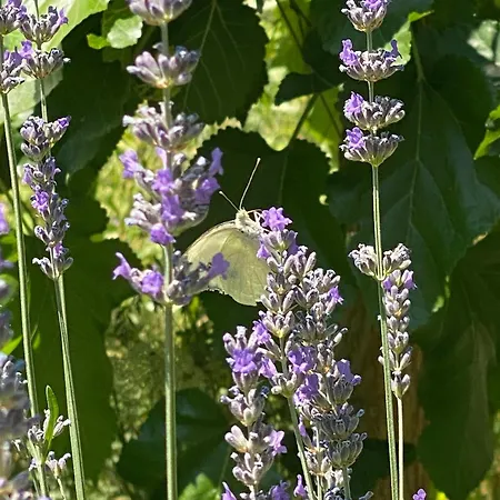 Otel Kemal's Göreme
