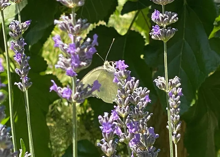 Szálloda Kemal's Göreme